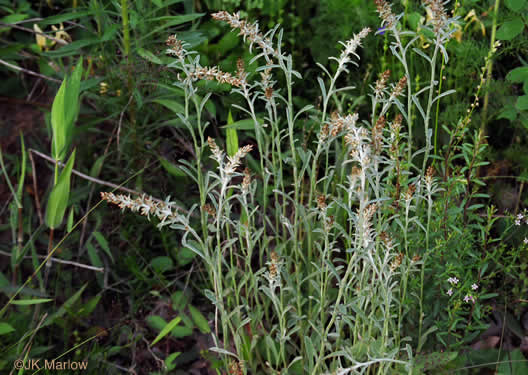 image of Gamochaeta purpurea, Spoonleaf Purple Everlasting, Purple Cudweed, Spoonleaf Cudweed