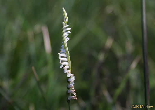 image of Spiranthes tuberosa, Little Ladies'-tresses, Little Pearl-twist