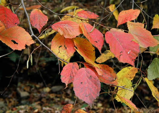 image of Corylus americana, American Hazelnut, American Filbert