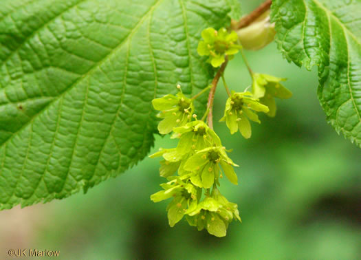 Acer pensylvanicum, Striped Maple, Moosewood