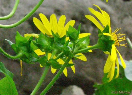 Silphium connatum, Virginia Cup-plant
