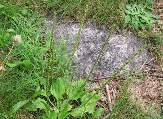 Plantago major, Common Plantain, White-man's-foot