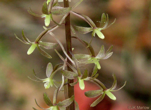 sepals