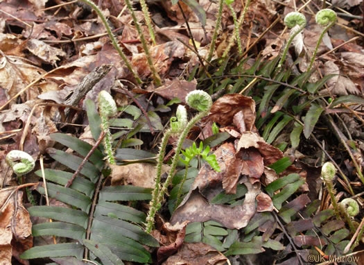 image of Polystichum acrostichoides, Christmas Fern