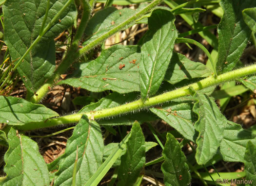 image of Heliotropium amplexicaule, Clasping Heliotrope, Violet Heliotrope