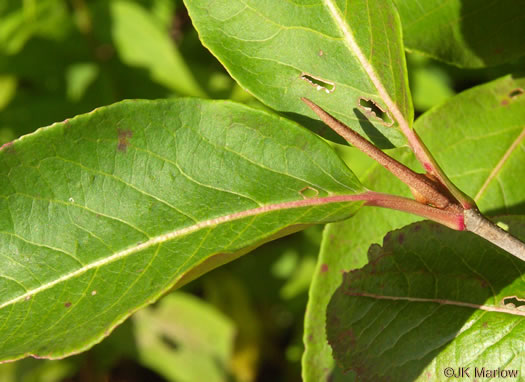 image of Viburnum cassinoides, Northern Wild Raisin, Witherod, Shonny Haw, Shawnee Haw