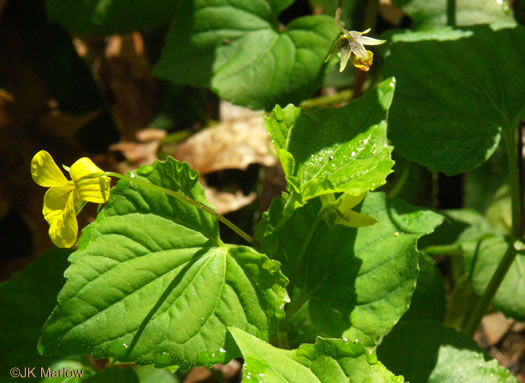 image of Viola eriocarpa, Smooth Yellow Forest Violet, Smooth Yellow Violet