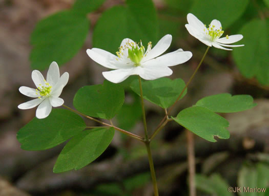 Thalictrum thalictroides, Windflower, Rue-anemone, Wind-rue