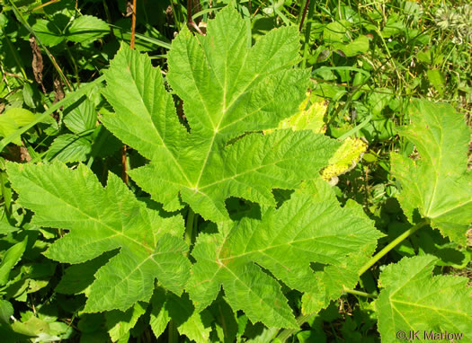 image of Heracleum maximum, Cow-parsnip, American Hogweed, Masterwort