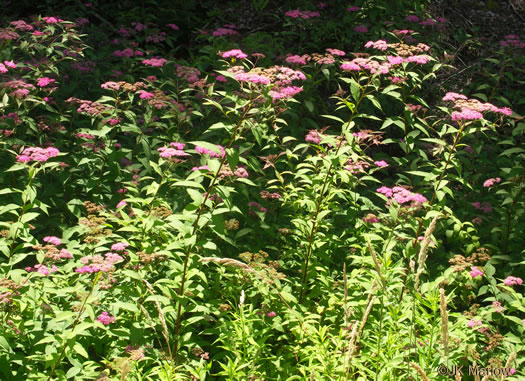 image of Spiraea japonica, Japanese Spiraea