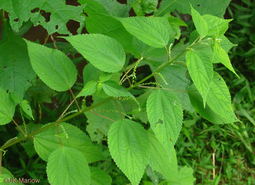 image of Boehmeria cylindrica, False Nettle, Swamp-nettle