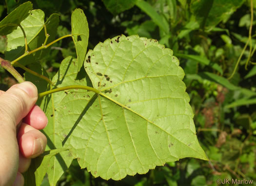 Vitis vulpina, Frost Grape, Winter Grape, Chicken Grape