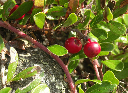 drupe