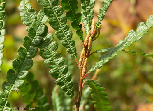 image of Comptonia peregrina, Sweet-fern