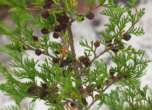 image of Chamaecyparis thyoides var. thyoides, Atlantic White Cedar, Juniper
