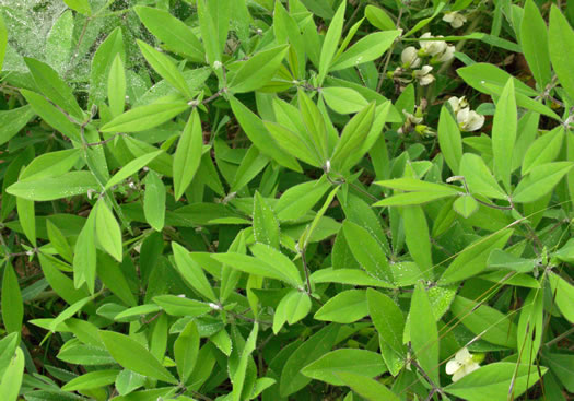 image of Baptisia bracteata, Creamy Wild Indigo