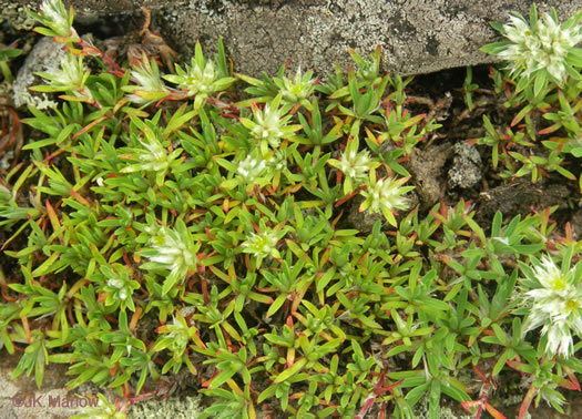 image of Paronychia argyrocoma, Silverling, Silver Whitlow-wort, Silvery Nailwort