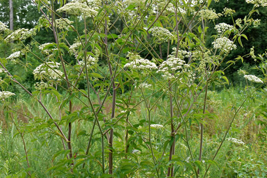 image of Cicuta maculata var. maculata, Water-hemlock, Spotted Cowbane