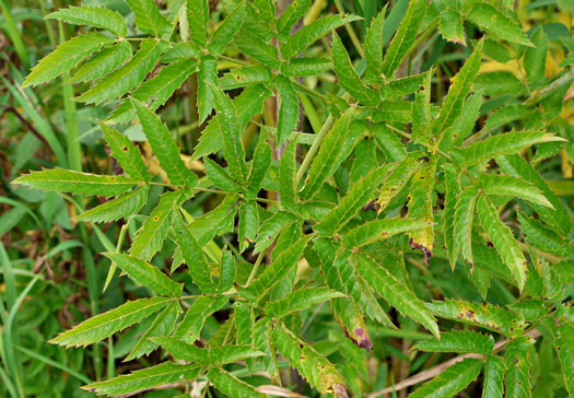 image of Cicuta maculata var. maculata, Water-hemlock, Spotted Cowbane