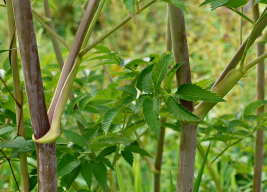 Cicuta maculata var. maculata, Water-hemlock, Spotted Cowbane
