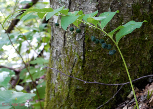 Polygonatum pubescens, Downy Solomon’s Seal, Hairy Solomon's Seal