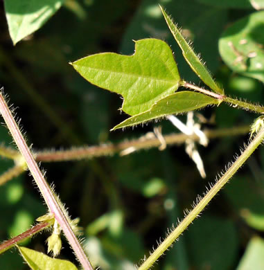 image of Strophostyles helvola, Annual Sand Bean, Beach Pea, Trailing Wild Bean, Trailing Fuzzy-Bean