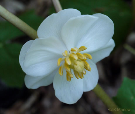 image of Podophyllum peltatum, May-apple, American Mandrake
