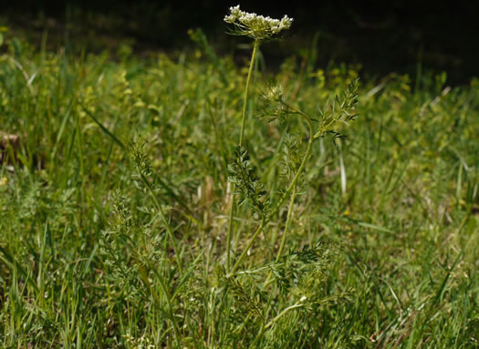 image of Daucus pusillus, American Queen Anne's Lace, American Carrot, American Wild Carrot, Seed-ticks