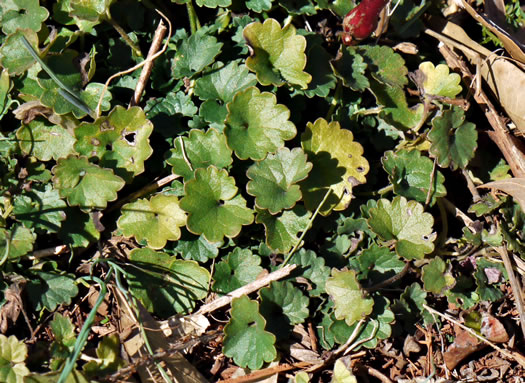 image of Glechoma hederacea, Ground Ivy, Gill-over-the-ground, Creeping Charlie
