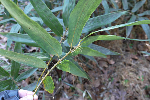 image of Phyllostachys bambusoides, Giant Timber Bamboo, Japanese Timber Bamboo
