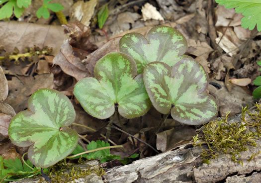 image of Hepatica americana, Round-lobed Hepatica, Round-lobed Liverleaf