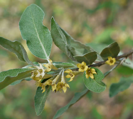 image of Elaeagnus umbellata, Autumn-olive, Spring Silverberry, Oriental Silverleaf