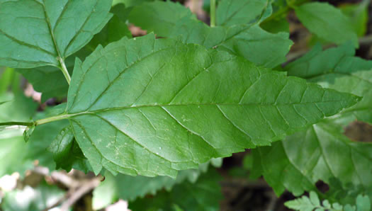 image of Scrophularia lanceolata, Hare Figwort, American Figwort, Lancelaf Figwort