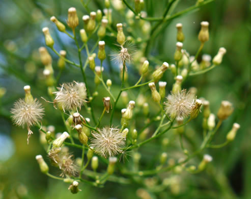 pappus