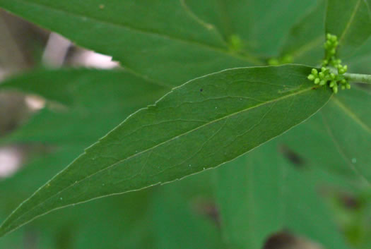 image of Solidago caesia, Bluestem Goldenrod, Axillary Goldenrod, Wreath Goldenrod, Bridal-wreath Goldenrod