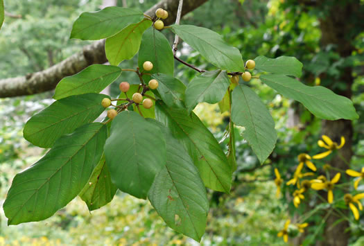 image of Frangula caroliniana, Carolina Buckthorn, Polecat-tree, Indian Currant, Indian-cherry