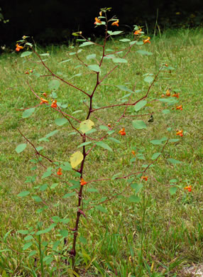 image of Impatiens capensis, Spotted Jewelweed, Spotted Touch-me-not, Orange Jewelweed, Orange Touch-me-not