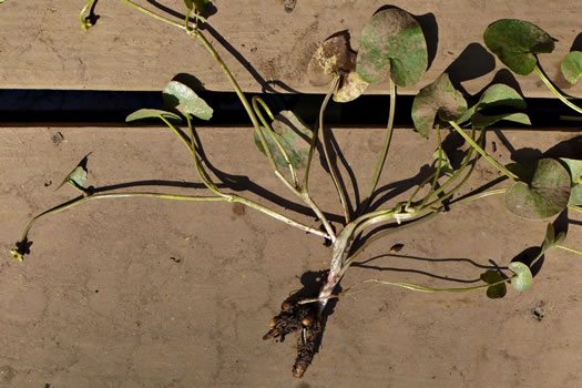 image of Ficaria verna ssp. verna, Fig Buttercup, Lesser Celandine, Pilewort