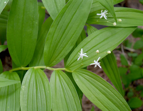 image of Maianthemum stellatum, Starry Solomon's Plume, Starflower, Starry Solomon's Seal