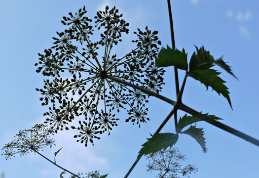 image of Cicuta maculata var. maculata, Water-hemlock, Spotted Cowbane