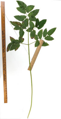 Cicuta maculata var. maculata, Water-hemlock, Spotted Cowbane