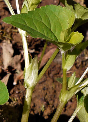 stipule