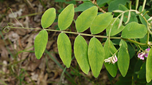 image of Lathyrus venosus, Wood Pea, Forest Pea, Bush Vetch, Veiny Pea