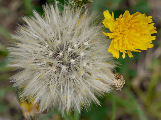 pappus