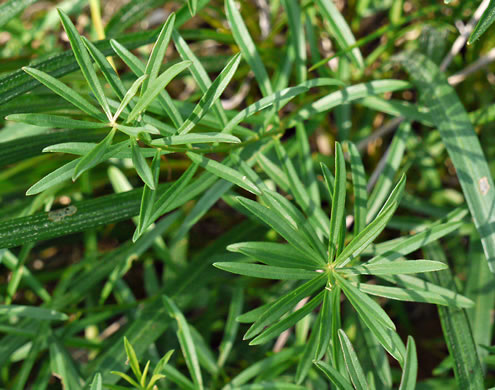 image of Sericocarpus linifolius, Narrowleaf Whitetop Aster, Slender Whitetop Aster