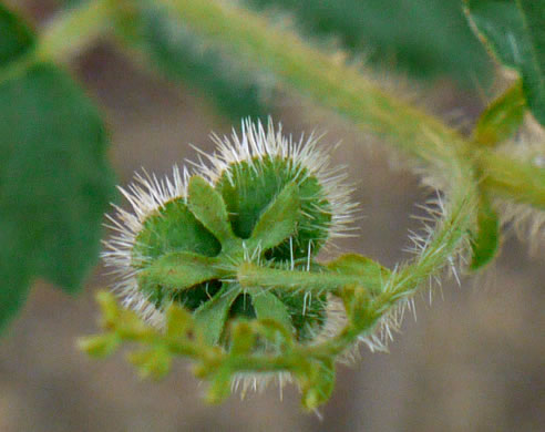 image of Tragia urticifolia, Nettleleaf Noseburn, Tragia