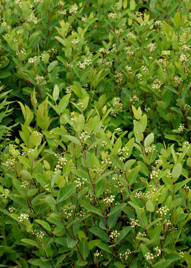 image of Apocynum cannabinum, Indian-hemp, Hemp Dogbane, Marion's Weed