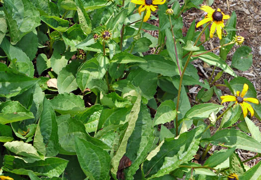 image of Rudbeckia fulgida, Common Eastern Coneflower, Orange Coneflower