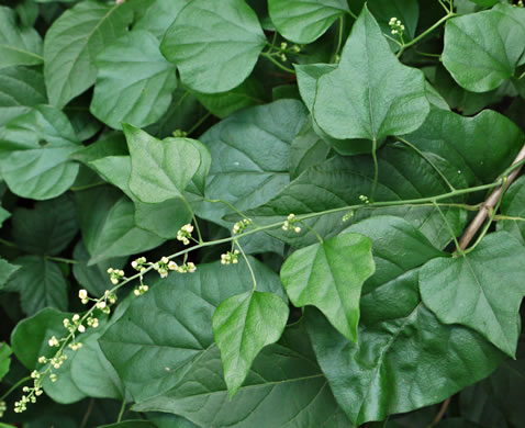 image of Nephroia carolina, Carolina Moonseed, Coralbeads, Carolina Snailseed, Red Moonseed