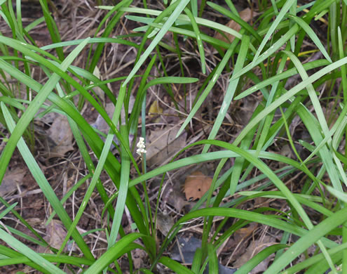 image of Liriope spicata, Creeping Lily-turf, Liriope